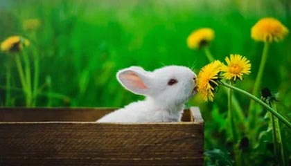 开云电竞服务-电竞赛事多样化发展趋势明显，电竞行业赛事方